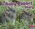 A Baby Rabbit Story