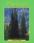 Pine Trees by Marcia S. Freeman