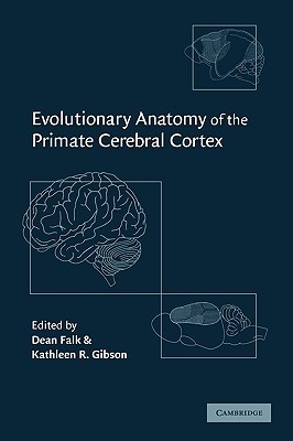 evolutionary-anatomy-of-the-primate-cerebral-cortex