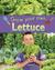 Lettuce by Helen Lanz
