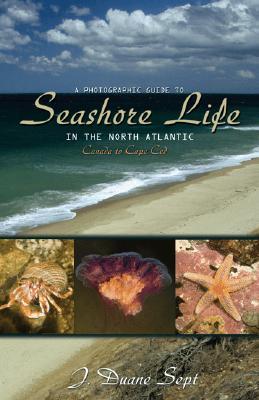 a-photographic-guide-to-seashore-life-in-the-north-atlantic-canada-to-cape-cod