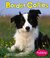 Border Collies by Rebecca Stromstad Glaser