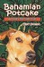 Bahamian Potcake A Dog's Perspective by Mary Stompe