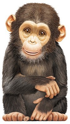little-chimp
