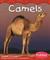 Camels by William John Ripple