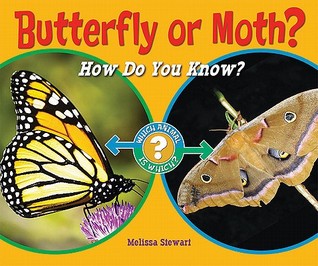 butterfly-or-moth-how-do-you-know