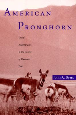 american-pronghorn-social-adaptations-and-the-ghosts-of-predators-past