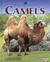Camels by Cherie Winner