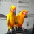 Feathered Frenzy! A Quick Guide to Adapting Birds into Your Life by Sherri Fulmer Moorer