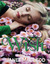 Wish by Janet MacLeod