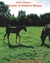 Murder At Kildare Mensa (Mensa Mystery Series #4) by Clare O'Beara