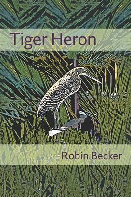 tiger-heron