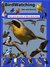 Bird Watching Tips and Secrets