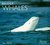 Beluga Whales by Anthony Martin