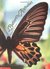 The Butterfly Alphabet by Kjell B. Sandved