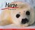 Harpo, the Baby Harp Seal by Patricia Arrigoni