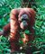 Essentials of Ecology by G. Tyler Miller Jr.