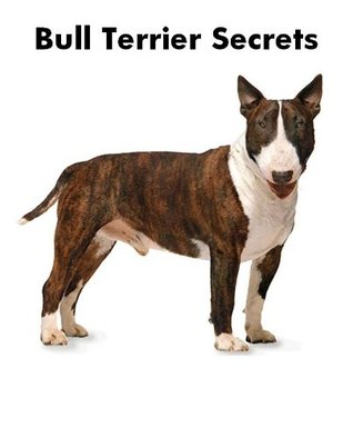 bull-terrier-secrets-how-to-raise-happy-and-healthy-bull-terriers