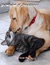 Romeow & Drooliet by Susan Day