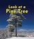 Look at a Pine Tree by Patricia M. Stockland