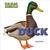 Duck by Katie Dicker
