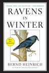 Ravens in Winter cover