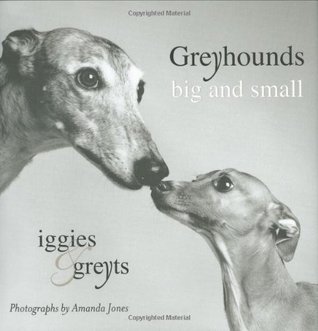 greyhounds-big-and-small-iggies-and-greyts