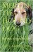 Merlin The Hound Dog Part One; In From The Cold by Freya Barrington
