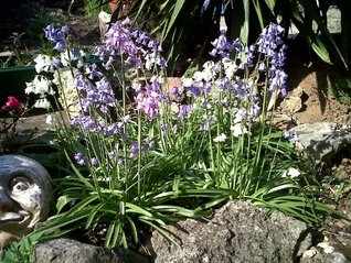 i-see-bluebells