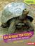 Galápagos Tortoises Long-Lived Giant Reptiles (Comparing Animal Traits) by Rebecca E. Hirsch