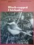 Black-Capped Chickadee by Hinterland Who's Who