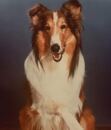 Lassie