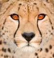 cheetahclan