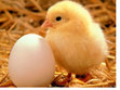Which came first...the chicken or the egg?