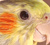 Cockatiels and Other Birds