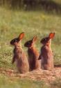 Watership Down Roleplay!!!!