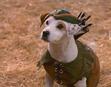 Wishbone