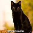 Black Cats Group
