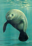 Save the manatees 