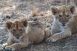 Lions Den