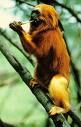 The Golden Monkies