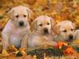 puppy lovers