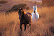 Horses Rule