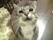 cat lovers