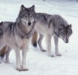 wolf lovers group