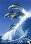 Dolphin lovers!!!!!!!!