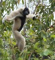 Gibbon
