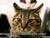 the mean kittie fans