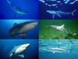 ShArKs
