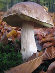 Mycology